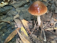 Gliophorus