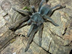 Aphonopelma madera