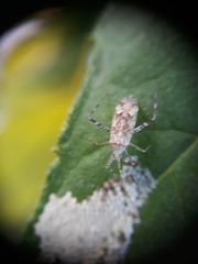 Phytocoris longipennis