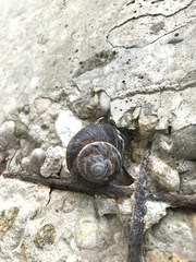 Helix lucorum