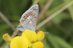 Polyommatus icarus