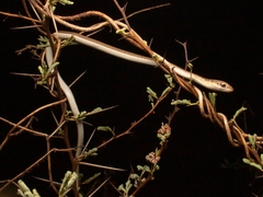 Psammophis sibilans
