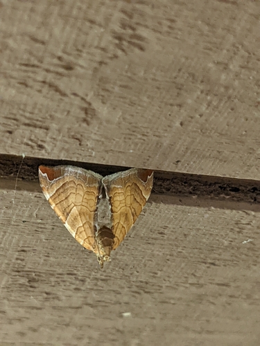 Dimorphic Eulithis Moth photo 4
