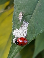 Phytocoris longipennis