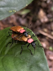 Chauliognathus faustus