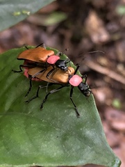 Chauliognathus faustus