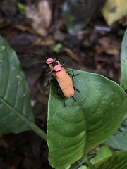 Chauliognathus faustus