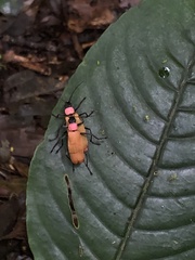 Chauliognathus faustus