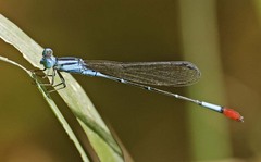 Telebasis rubricauda