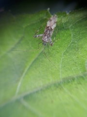 Phytocoris longipennis