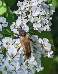 Lepturobosca chrysocoma
