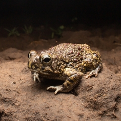 Sclerophrys pentoni