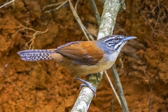 Pheugopedius genibarbis