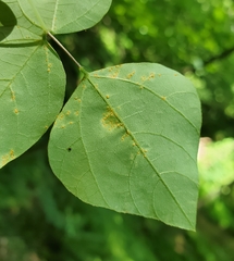 Synchytrium decipiens