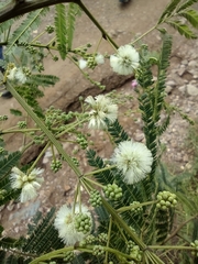 Acaciella angustissima
