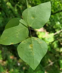 Synchytrium decipiens