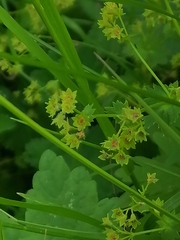 Alchemilla subcrenata