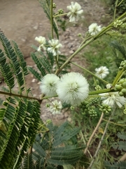 Acaciella angustissima