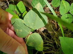 Synchytrium decipiens