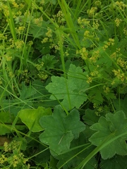 Alchemilla subcrenata