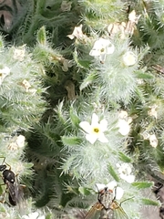 Cryptantha minima
