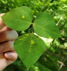 Synchytrium decipiens
