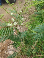 Acaciella angustissima