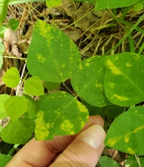 Synchytrium decipiens