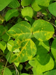 Synchytrium decipiens