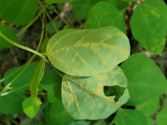 Synchytrium decipiens