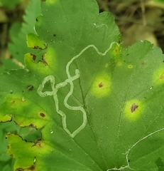 Phytomyza agromyzina group