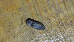 Agrypnus bipapulatus