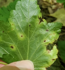 Phytomyza agromyzina group