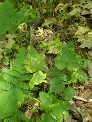 Phytomyza agromyzina group