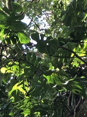 Monstera tacanaensis