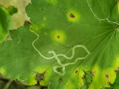 Phytomyza agromyzina group