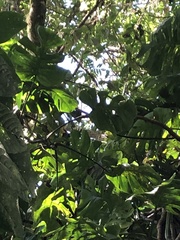 Monstera tacanaensis