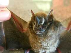 Artibeus aequatorialis