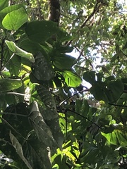 Monstera tacanaensis