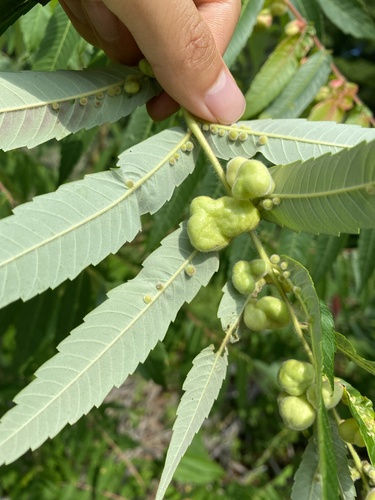 Sumac Gall Aphid photo 3