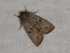 Apterogenum ypsillon