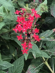 Amegilla quadrifasciata maderae