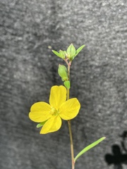 Ludwigia maritima