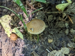 Cystoagaricus