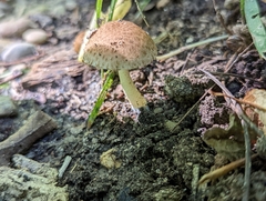 Cystoagaricus