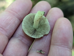 Cystoagaricus