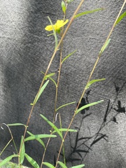 Ludwigia maritima