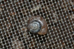 Aegopinella nitidula