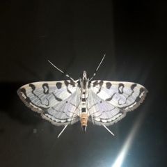 Conchylodes terminipuncta