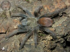 Aphonopelma peloncillo